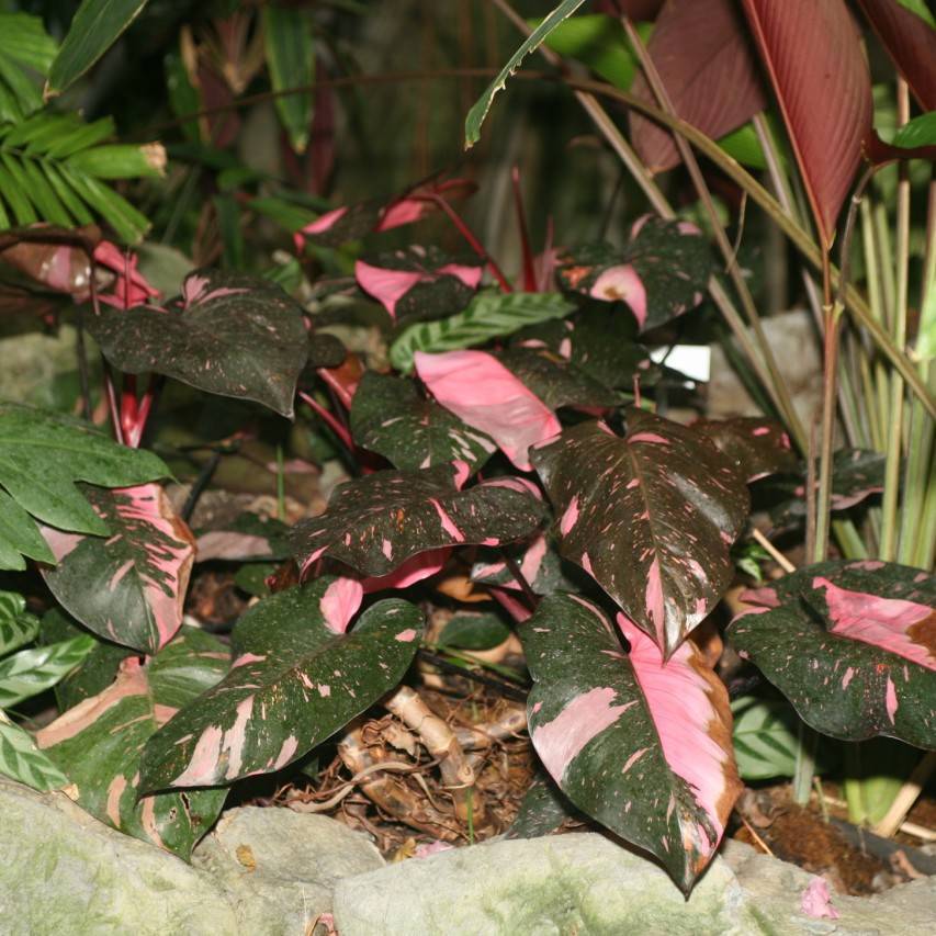 Philodendron domesticum
